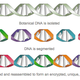 Illustration for article titled Inside the Forensic Lab That Fights Crime and Counterfeits With DNA
